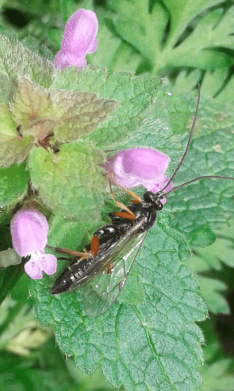 Ichneumonidae : Pimpla sp.? S